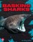 Basking Sharks
