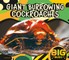 Giant Burrowing Cockroaches