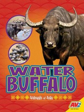 Water Buffalo