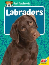 Labradors