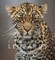 Remembering Leopards