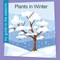 Plants in Winter