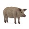 SCHLEICH FARM WORLD Vengrų Mangalica veislės kiaulė