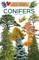 Conifers
