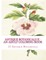 Antique Botanicals II - An Adult Coloring Book