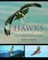 Hawks from Every Angle