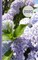 Hydrangea Floral Design
