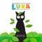 Luna the curious cat