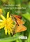 Courtship and Mating in Butterflies