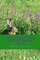 The Adventures of Huckleberry Finn