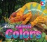 All About Animals - Animal Colors