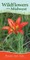 Wildflowers of the Midwest