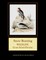 Snow Bunting