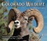 Colorado Wildlife Impressions