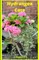 Hydrangea Care
