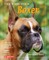 Training Your Boxer