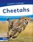 Cheetahs