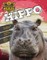 Hippo