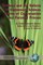 Teachers and the Reform of Elementary Science