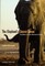The Elephant's Secret Sense