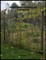 The Homesteaders Gardening and Canning Book