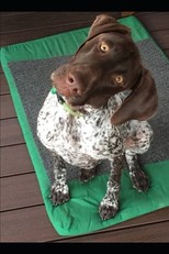 Zara the Geeper's 2019 Dog Blog