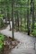 The Whole Forest for a Backyard