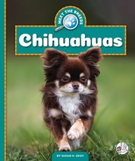 Chihuahuas