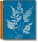 Anna Atkins. Cyanotypes