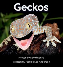 Geckos