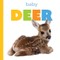 Baby Deer
