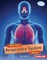 How Your Respiratory System Works