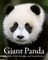 Giant Panda