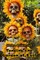 Tending the Garden of Evil