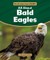 All about Bald Eagles