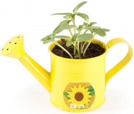 Auginimo rinkinys laistytuvėlyje RADIS et CAPUCINE „Saulėgrąža“