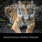 I was Bored. Here's Some Photos of Tigers