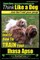 Lhasa Apso, Lhasa Apso Training AAA AKC