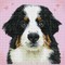 Deimantinė mozaika SAY HELLO TO ZUZU 29x29