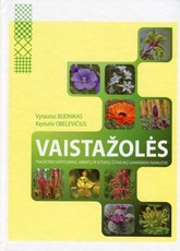 Vaistažolės. Tradicinis vartojimas. Arbatų ir kitokių ištraukų gaminimas namuose