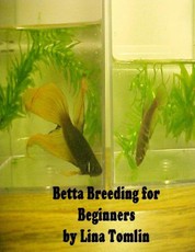 Betta Breeding for Beginners