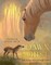 Dawn Horse