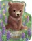 A Little Bear