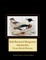 Red-Breasted Merganser
