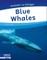 Blue Whales