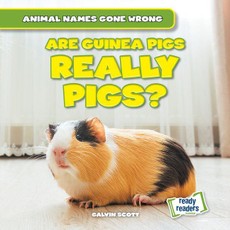 Are Guinea Pigs Really Pigs?
