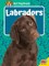Labradors