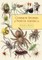 Common Spiders of North America