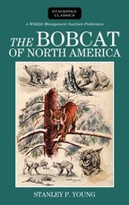 The Bobcat of North America