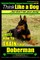 Doberman Pinscher, Doberman Pinscher Training AAA AKC